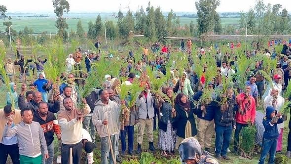 የ2018 ዓ.ም በአንድ ጀምበር 800 ሚሊየን ችግኞችን የመትከል መርሐ ግብር እየተካሄደ ነው